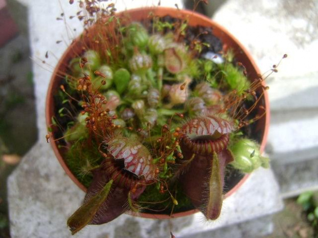 Cephalotus follicularis