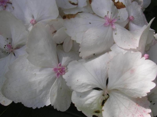 Biała o dużych kwiatostanach , ząbkowane płatki , odporna