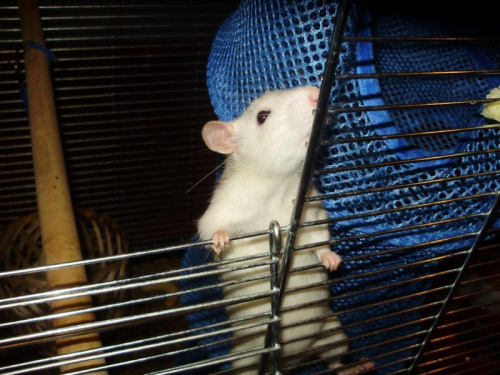 Szczury :)