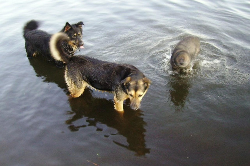 Choli straciła głowę ;) #psy #lato #woda #rzeka #zwierzęta #natura #przyroda