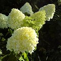 Hydrangea paniculata 'Limelight'
Hortensja bukietowa 'Limelight'