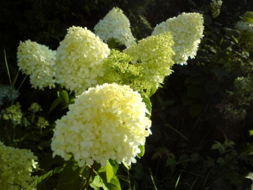 Hydrangea paniculata 'Limelight'
Hortensja bukietowa 'Limelight'