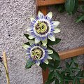 Passiflora caerulea