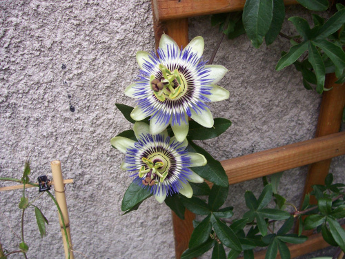 Passiflora caerulea