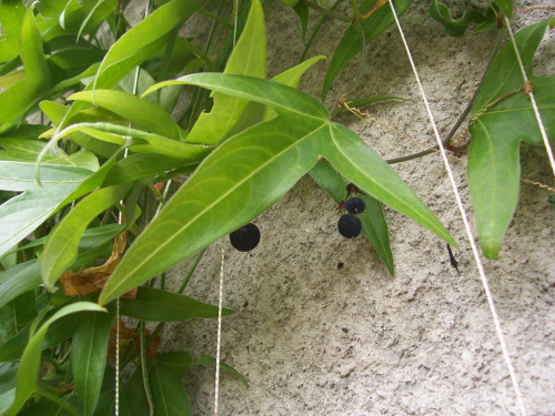 Passiflora suberosa