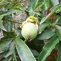 owoc passiflora caerulea