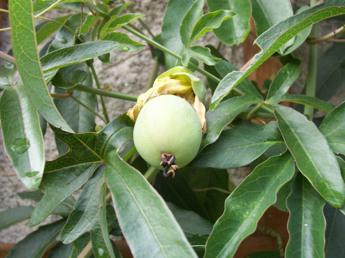 owoc passiflora caerulea
