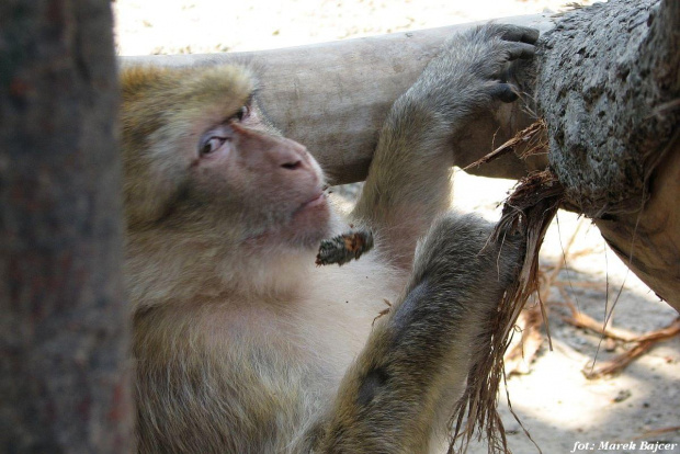 proszę nie przeszkadzać! #Małpa #Zwierzęta #ZOO
