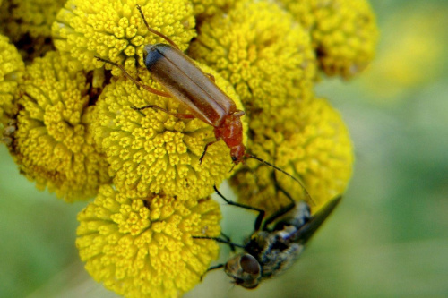 następni fani śmierdzielków #kwiat #makro #owad #chrząszcz