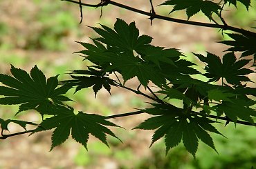 #Wiosna2009 #Arboretum #Rogów #drzewa