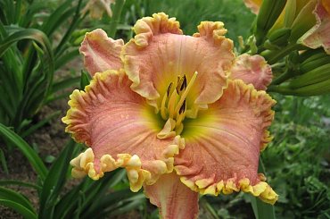 Liliowiec Darla Anita #liliowiec