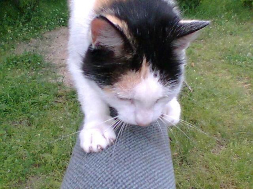 Mó kotek Rokitka #kot #kociak #zwierzęta #SłodkieKoki