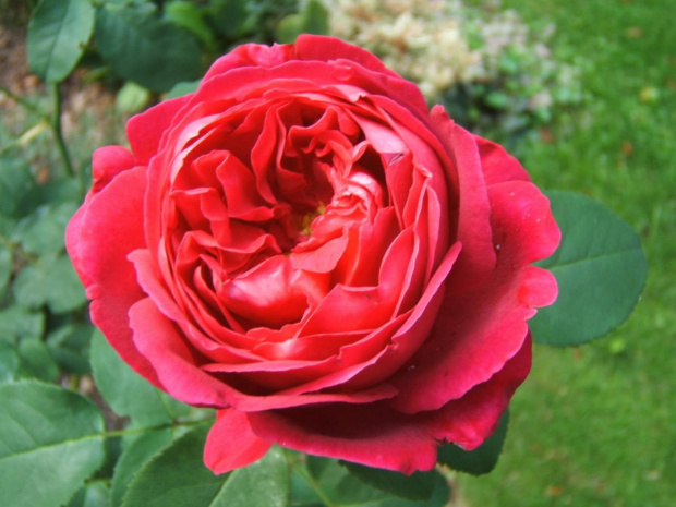 #ogród #róże #rosa #RóżaAngielska