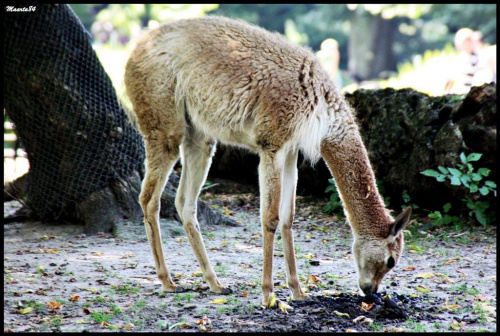 Zoo ciąg dalszy