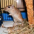 Mały-nowy myszoskoczek #gerbil #gerbile #KlubMyszorka #myszoskoczek #myszoskoczki