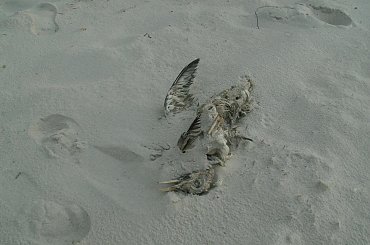 PTAK #PTAK #PTAKI #BIOLOGIA #CIAŁO #PIASEK #PIACH #PLAŻA #MORZE #WIDOK #PAMIĄTKA #PIÓRA #PIÓRKA