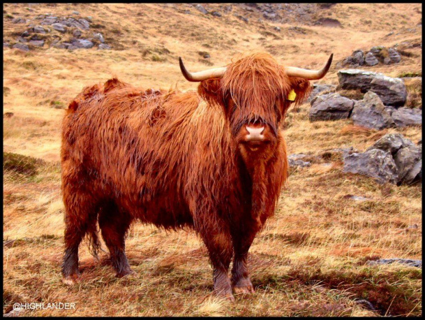 Krowa rasy Highlander - Wyspa Rum - Szkocja #krowa #zwierze