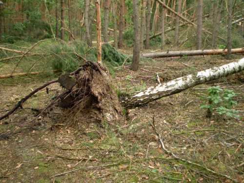 Skutki nawałnicy w Piaskach Wielkopolskich