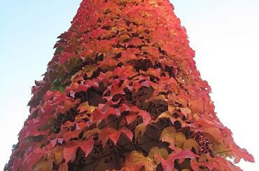 Liście oplatające słup przy Hali Stulecia #wrocław #jesień #liście #HalaStulecia #kolorowo #pergole