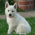 Hodowla białego owczarka szwajcarskiego #BiałyOwczarekSzwajcarski #pies #psy #RasyPsów #HodowlePsów