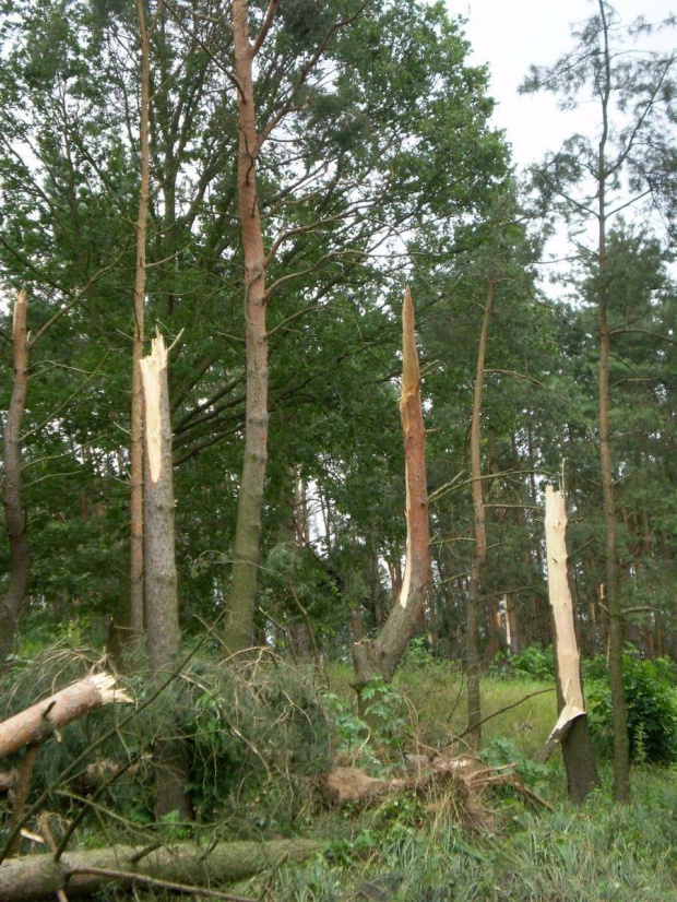 Skutki nawałnicy w Piaskach Wielkopolskich