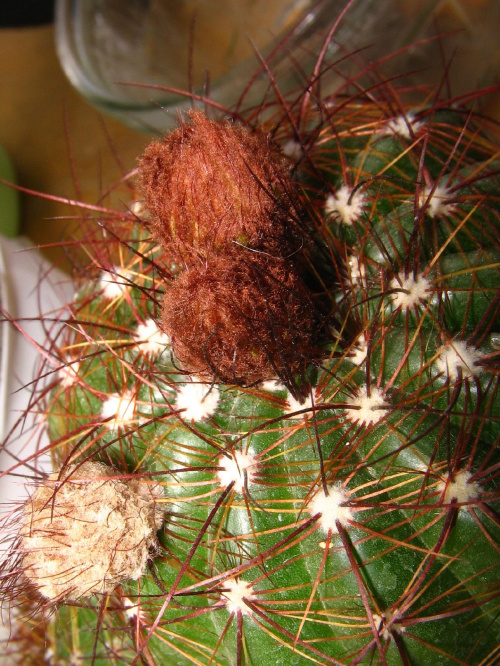 Pąki Notocactus Ottonis #notocactus #ottonis #pąki #pąk #kaktus #sukulent