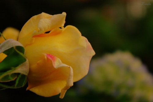 Ciekawska Różyczka :) - W moim ogrodzie #róża #kwiaty
