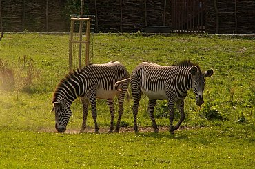 #zoo #zebra
