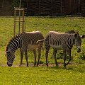 #zoo #zebra