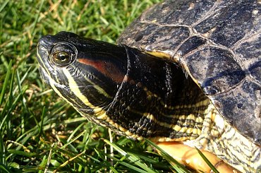 a to stały mieszkaniec mojego oczka.. żółw Filip #żółw #gad