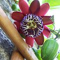 Passiflora alata