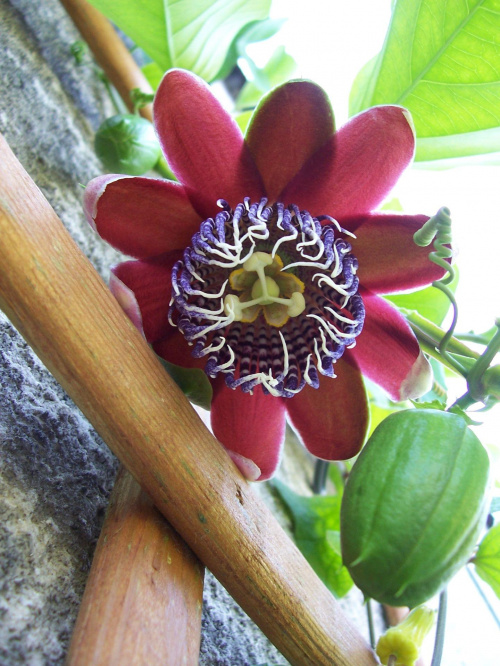 Passiflora alata