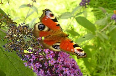 Motyl #motyl #budleja