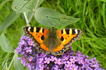 Motyl #motyl #budleja