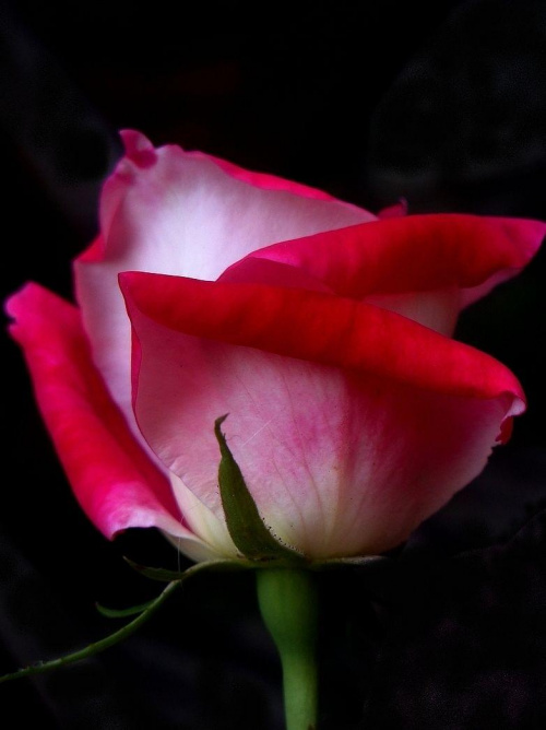 rózą na rozpoczęcie dnia ;D #róża #kwiat #makro
