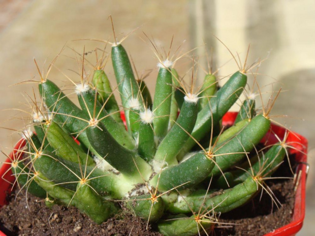 Mammillaria longimamma