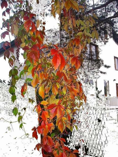 Winogron jesienny