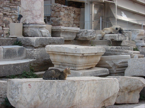 kot i pies -Efez