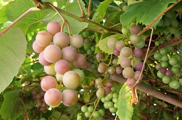 #jesień #ogród #FranciszekRochowczyk