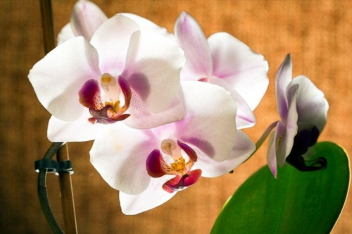 #orchidea #stoczyk #kwiaty #makro #macro
