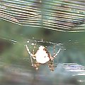 pajęczyna jak tęcza #makro #pająki