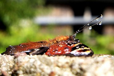 trzeba podsuszyć skrzydełka ;D #RusałkaPawik #makro