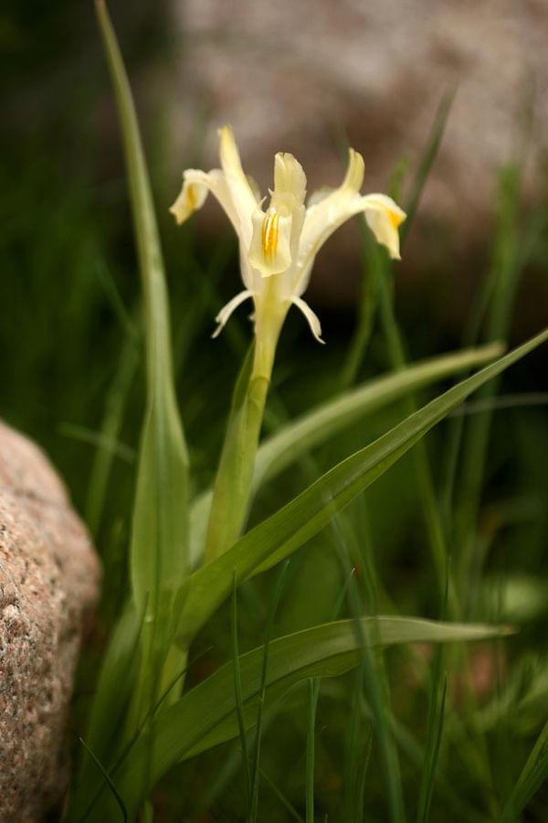 Iris vikaria #góry #uzbekistan #przyroda