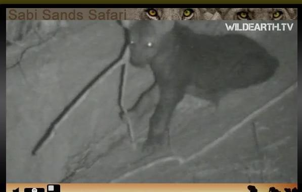 Młoda hiena #Safari