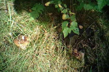 w drodze do Świecina 01-08-2009 #rower #las #Świecino #rycerz #inscenizacja #KSA