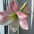 Amarylis "APPLE BLOSSOM" #AmarylisHippeastrum