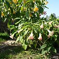 datura