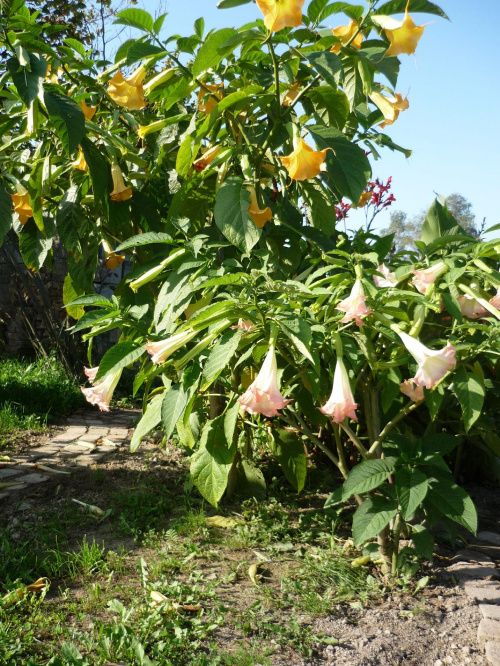 datura