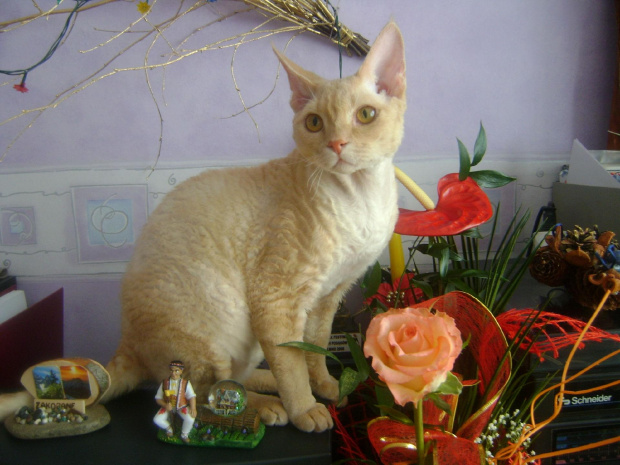 Kot #DevonRex #Kot