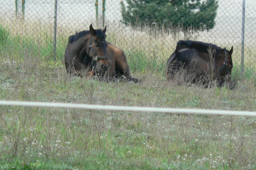 Majówka 2008